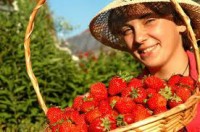 Oferta pracy w Norwegii przy zbiorach truskawek bez znajomości języka