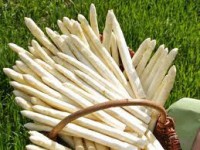 Dam pracę w Niemczech zbiorach szparagów bez znajomości języka Gorlitz 2014