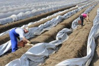 Niemcy praca sezonowa przy zbiorach szparagów od kwietnia bez języka 2014 Berlin