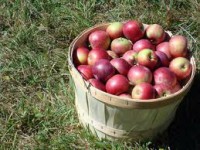 Dam fizyczną pracę w Belgii w sezonie 2014 przy zbiorach owoców z drzew owocowych