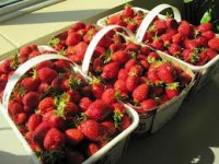 Oferta sezonowej pracy w Niemczech przy zbiorze truskawek dla Polaków 2014 Oferta sezonowej pracy w Niemczech przy zbiorze truskawek dla Polaków 2014