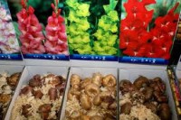 Oferta pracy w Holandii przy kwiatach-gerbery bez języka od zaraz Pijnacker Oferta pracy w Holandii przy kwiatach-gerbery bez języka od zaraz Pijnacker