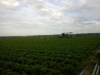 Fizyczna praca w Niemczech przy zbiorach jagód od lipca 2014 Fizyczna praca w Niemczech przy zbiorach jagód od lipca 2014