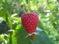 Anglia praca dla studentów bez znajomości języka przy zbiorach malin Oxford