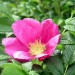 rosa-rugosa