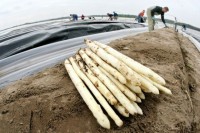 Oferta pracy w Holandii bez języka przy zbiorach szparagów od zaraz Antwerpia