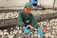 Praca Niemcy bez języka przy zbiorze pieczarek sezon 2014 Cottbus