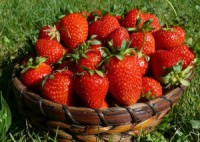 Praca Anglia przy zbiorach truskawek bez znajomości języka Bradford 2014