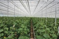 Praca w Niemczech bez języka przy zbiorach warzyw w szklarni od zaraz Cottbus