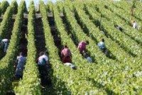 Francja praca bez języka przy zbiorach winogron-winobranie Bordeaux Francja praca bez języka przy zbiorach winogron-winobranie Bordeaux