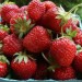truskawki (2)