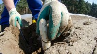 Niemcy praca – zbiory przy szparagach od zaraz w Duisburg dla par na 3 miesięce Niemcy praca – zbiory przy szparagach od zaraz w Duisburg dla par na 3 miesięce