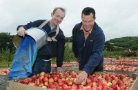 Fizyczna praca Holandia od zaraz na produkcji przy pakowaniu owoców, warzyw