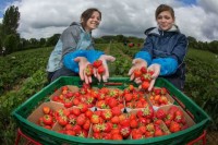 Oferta pracy w Norwegii przy zbiorach truskawek bez języka Porsgrunn