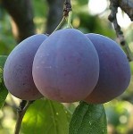 Od zaraz praca w Niemczech przy zbiorach śliwek bez języka Badenia-Wirtembergia Od zaraz praca w Niemczech przy zbiorach śliwek bez języka Badenia-Wirtembergia