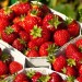 zbiory-truskawek2