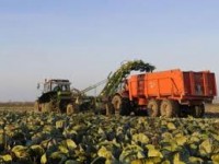 Szwecja praca dla kobiet przy zbiorach, pakowaniu bez znajomości języka