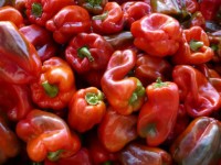 Od zaraz dam pracę w Anglii dla grup przy zbiorach papryki w szklarni Southampton