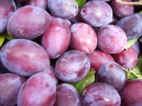 Niemcy praca sezonowa bez znajomości języka zbiory śliwek od zaraz Bochum