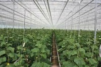 Norwegia praca bez języka przy zbiorach pomidorów w szklarni od zaraz Hønefoss