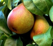 Oferta sezonowej pracy w Holandii przy zbiorach gruszek bez języka