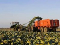 Dam pracę w Niemczech bez znajomości języka zbiory warzyw Löbau