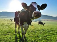 Fizyczna praca w Danii na fermie przy krowach bez języka wyspa Bornholm Fizyczna praca w Danii na fermie przy krowach bez języka wyspa Bornholm