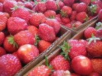 Francja praca przy zbiorach truskawek bez znajomości języka od zaraz