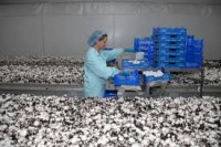 Niemcy praca dla kobiet bez języka przy zbiorach pieczarek Geldern