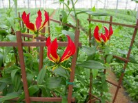 Dam pracę w Anglii od zaraz w ogrodnictwie przy kwiatach w szklarni Ledbury