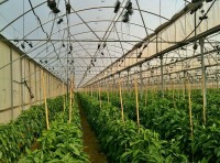 Od zaraz Anglia praca w szklarni przy zbiorach warzyw bez języka Northampton