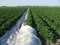 Dam pracę w Niemczech bez języka przy zbiorach warzyw, owoców 2015 Dam pracę w Niemczech bez języka przy zbiorach warzyw, owoców 2015