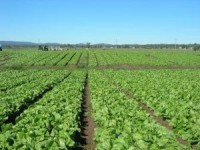 Dam pracę w Niemczech przy zbiorach warzyw bez języka od zaraz Drezno