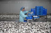 Praca Niemcy w Uckermark dla kobiet  bez języka przy zbiorach pieczarek