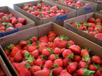 Oferta pracy w Norwegii przy zbiorach truskawek Neskollen 2015 bez języka