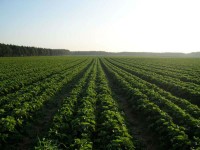 Praca Niemcy w Templin przy zbiorach truskawek bez znajomości języka 2015 Praca Niemcy w Templin przy zbiorach truskawek bez znajomości języka 2015