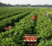 Bez znajomości języka praca w Anglii przy zbiorach owoców Kent na wakacje