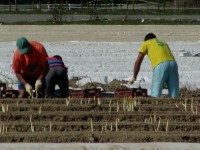 Sezonowa praca w Niemczech dla Polaków przy zbiorach szparagów 2015