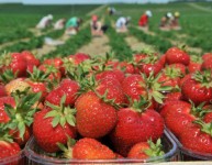 Oferta sezonowej pracy w Anglii zbiory truskawek bez języka Canterbury