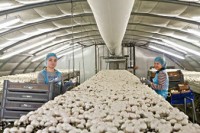 Bez znajomości języka praca Holandia w Eindhoven przy zbiorach pieczarek