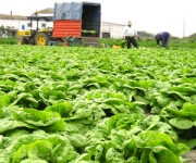 Oferta pracy w Niemczech zbiory kapusty bez znajomości języka od zaraz 2015 Oferta pracy w Niemczech zbiory kapusty bez znajomości języka od zaraz 2015