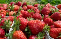Praca w Niemczech bez języka przy zbiorach truskawek Gelbensande sezon 2015