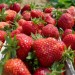 zbiory-truskawek8