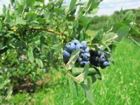 Oferta pracy w Norwegii przy zbiorach borówki wakacje 2015 Hamar Oferta pracy w Norwegii przy zbiorach borówki wakacje 2015 Hamar