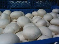 Praca we Francji bez znajomości języka dla Polaków przy zbiorach pieczarek