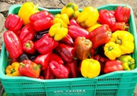 Praca w Holandii bez języka zbiory warzyw-papryki uprawianej w szklarni