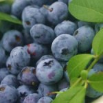 Praca we Francji bez znajomości języka przy zbiorach borówki amerykańskiej 2015