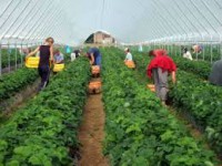 Fizyczna praca Anglia bez znajomości języka przy zbiorach warzyw od zaraz