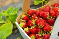 Bez języka praca Niemcy przy zbiorach truskawek dla studentów Wittenberga