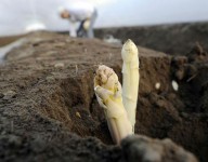 Bez języka Praca w Niemczech przy zbiorach szparagów od zaraz 2015